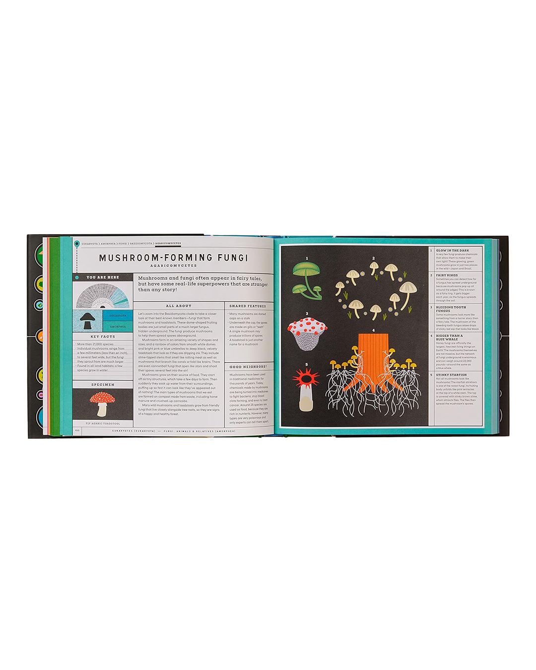Open book showing educational content about mushroom-forming fungi on a white background