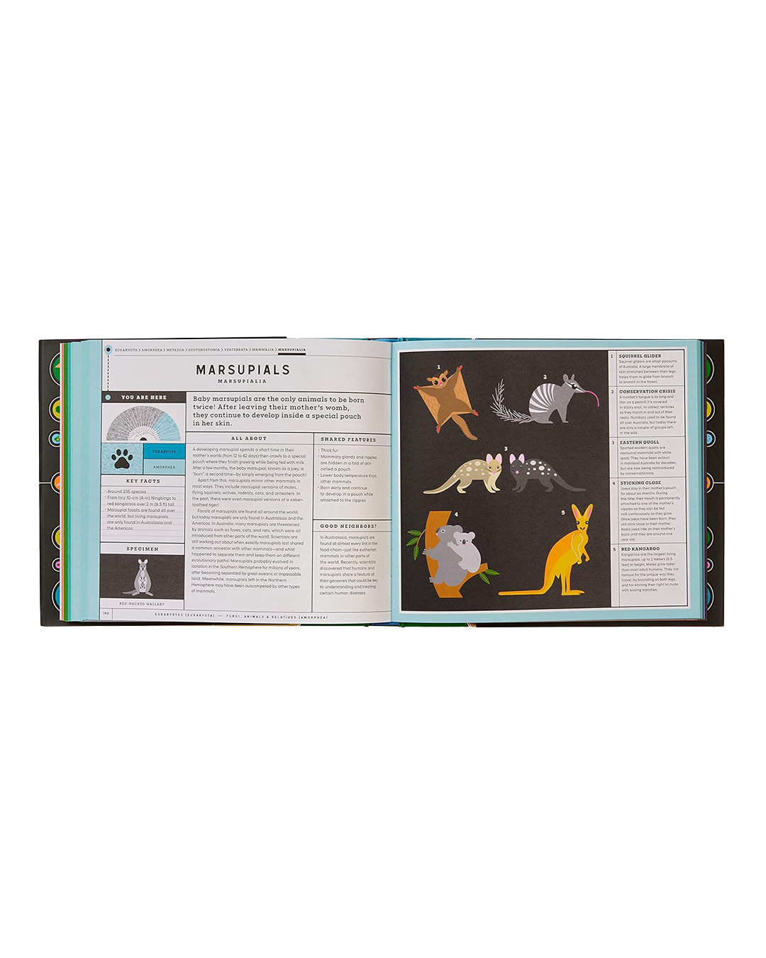 Book open to a page about marsupials with illustrations and text on a white background