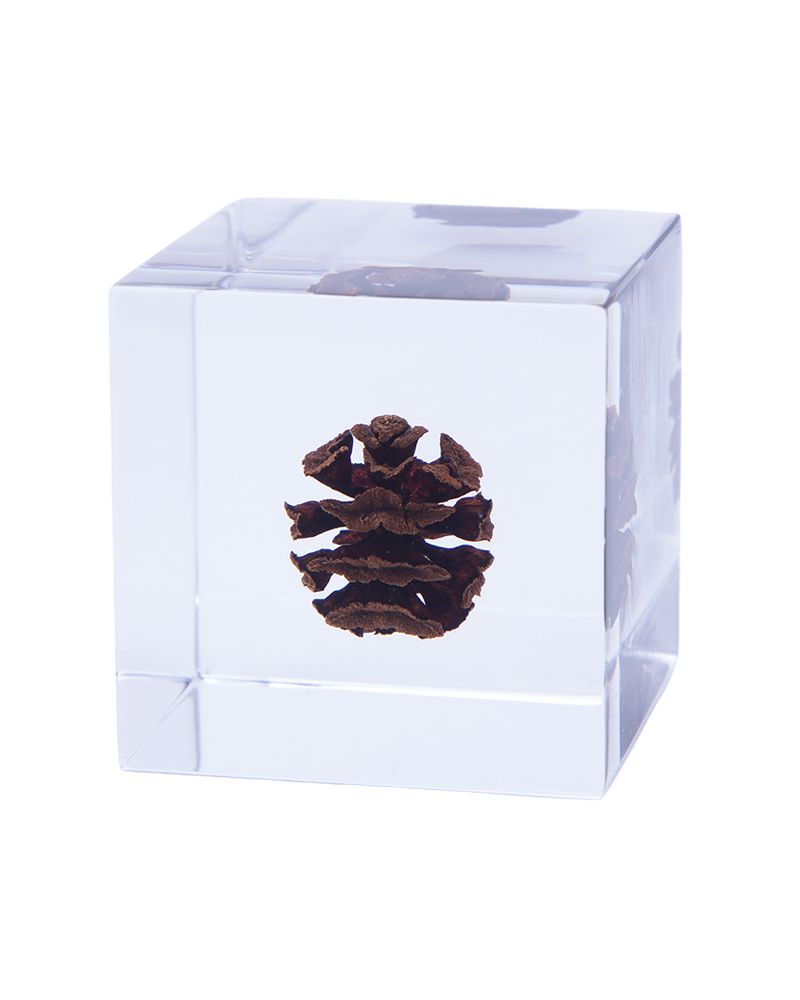 Dawn Redwood Sola Cube
