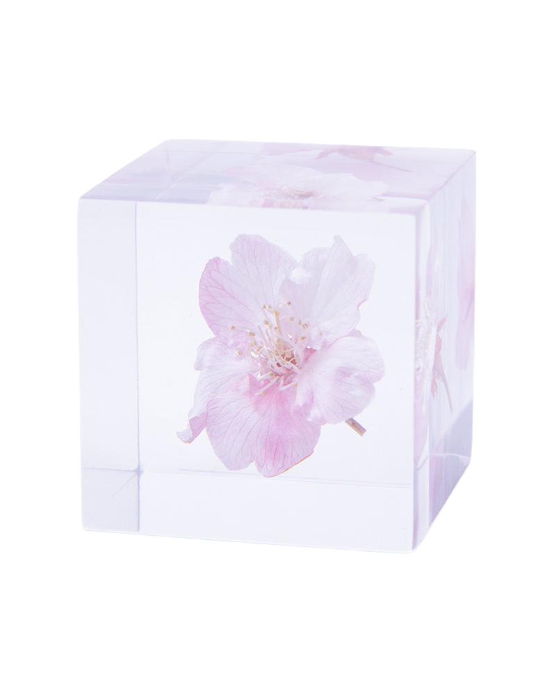 Sakura Sola Cube
