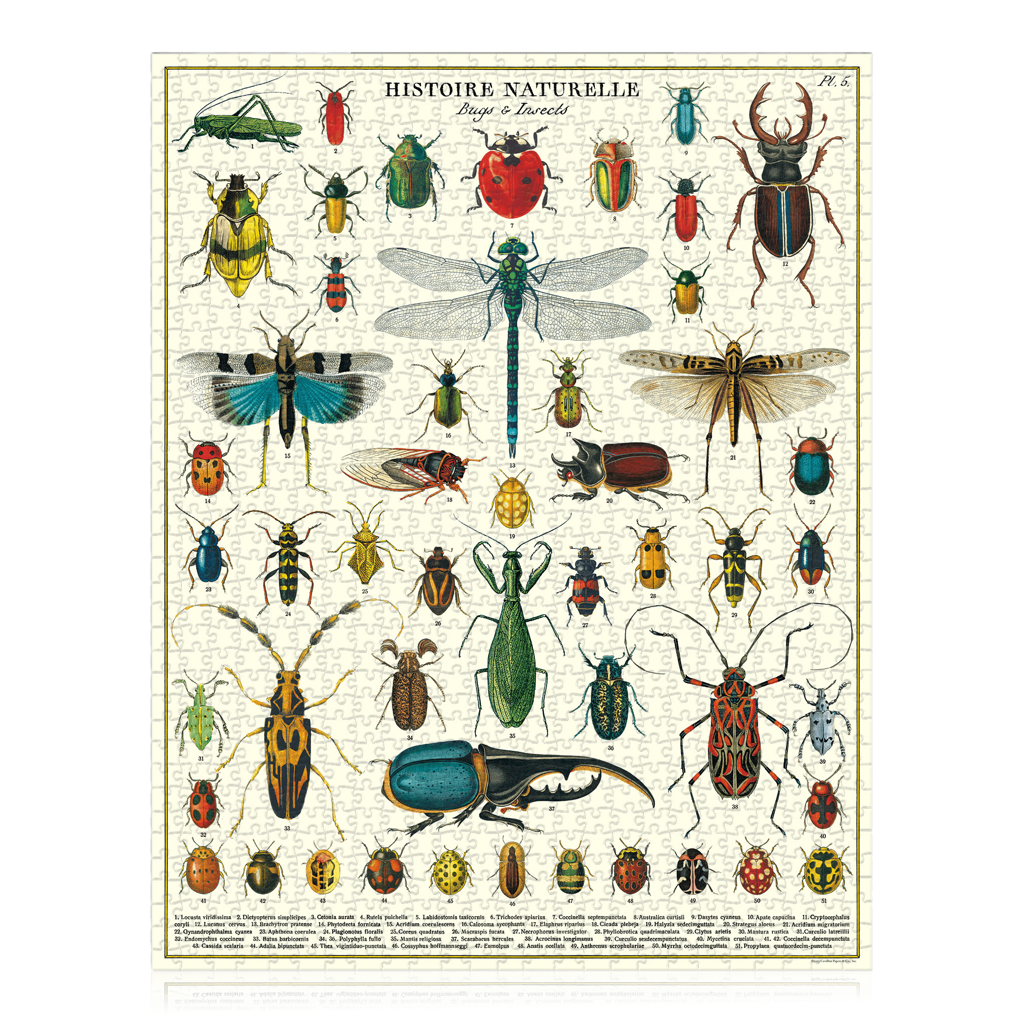 Vintage Bugs & Insects Puzzle