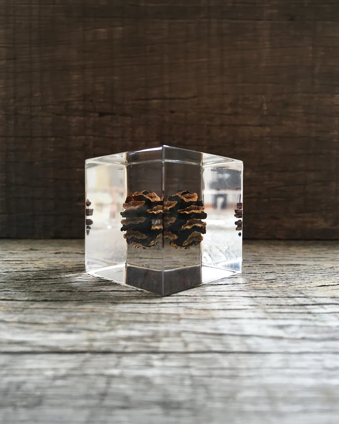 Dawn Redwood Sola Cube