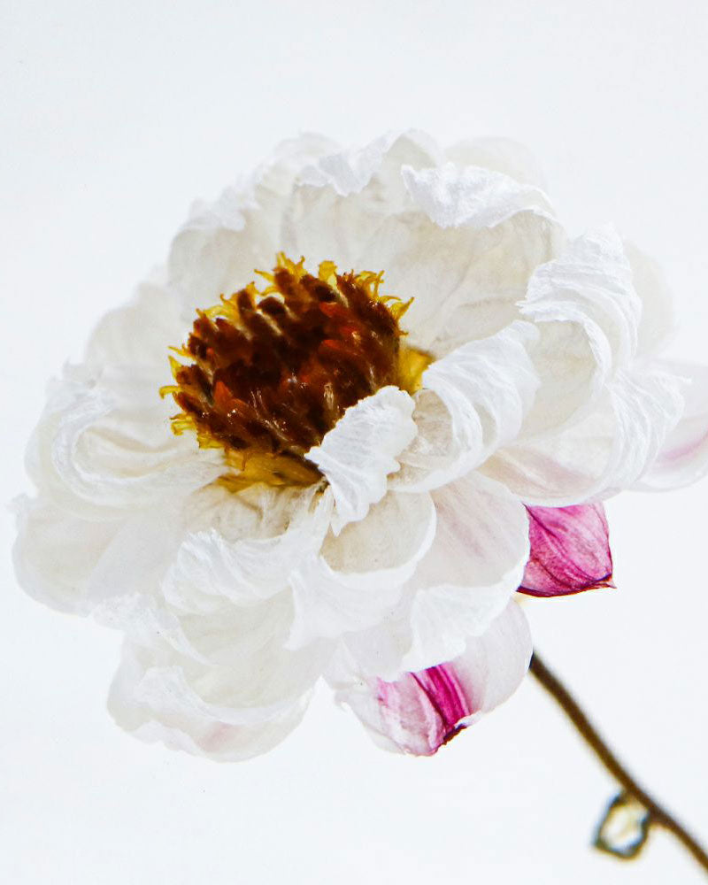 Chamomile Sunray Sola Cube