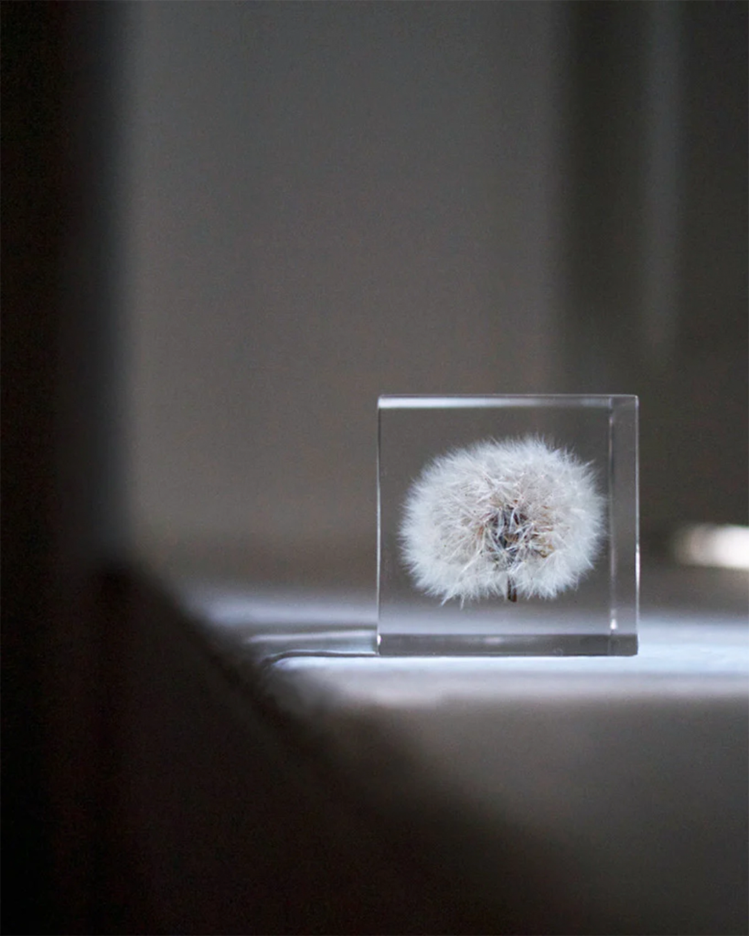 Dandelion Sola Cube