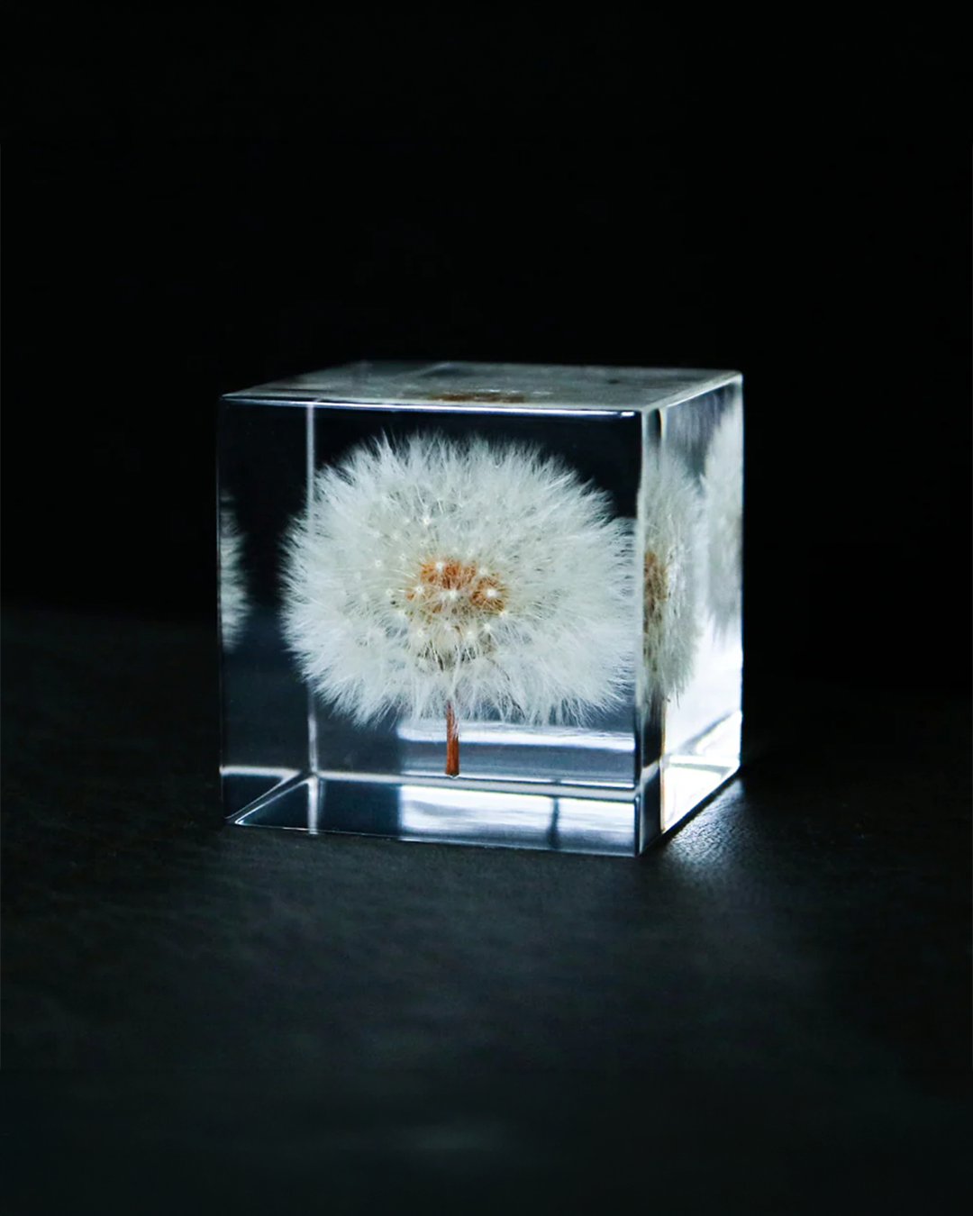 Dandelion Sola Cube