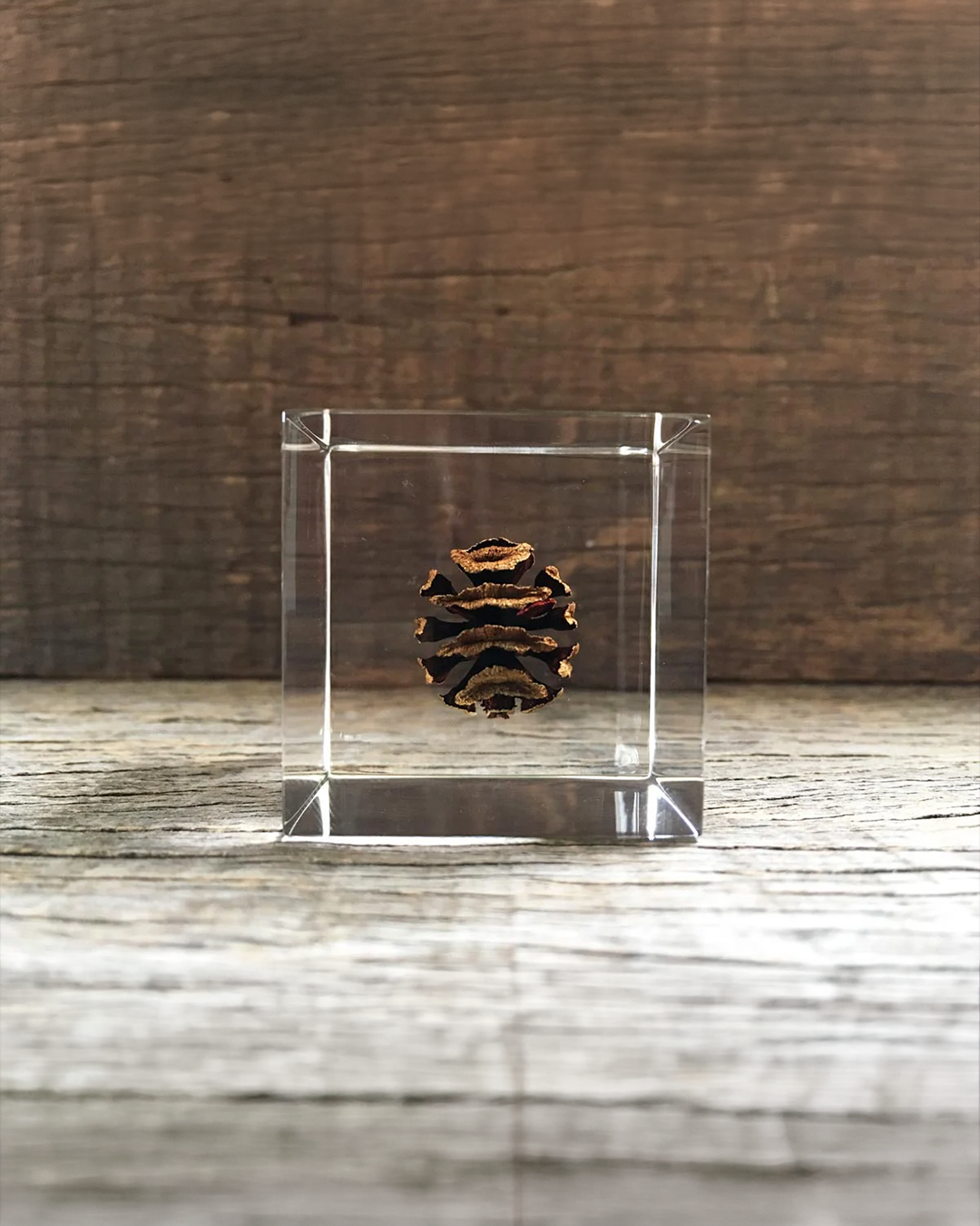 Dawn Redwood Sola Cube