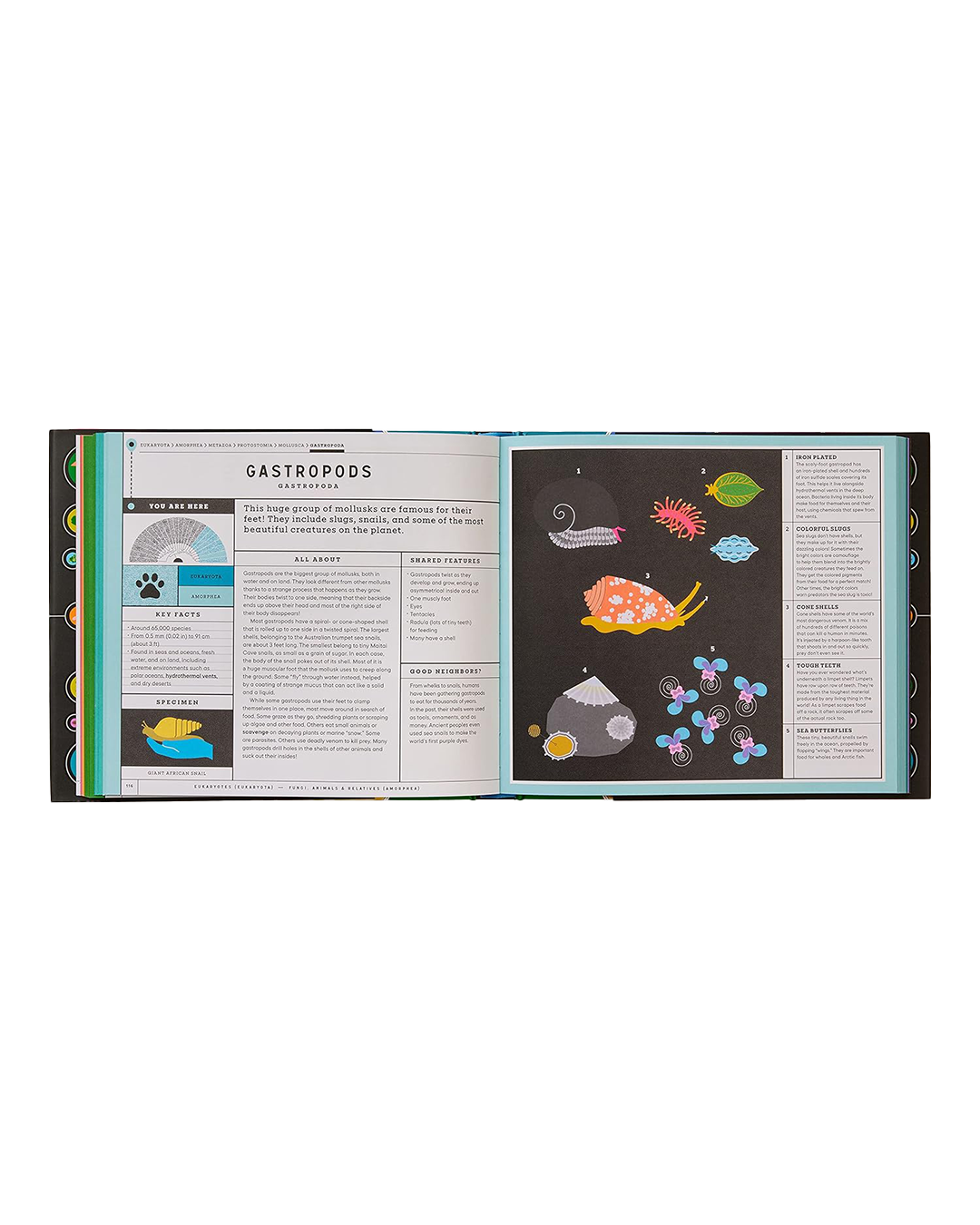 Open book showing a page with illustrations and text on gastropods