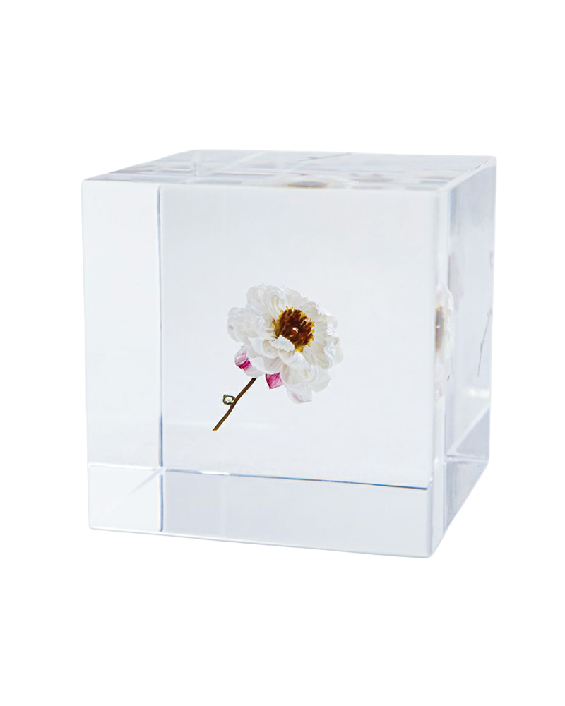 Chamomile Sunray Sola Cube