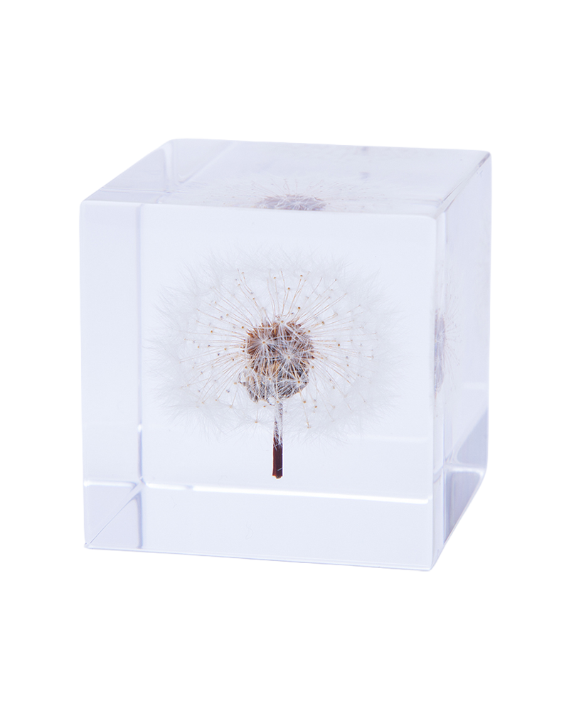 Dandelion Sola Cube