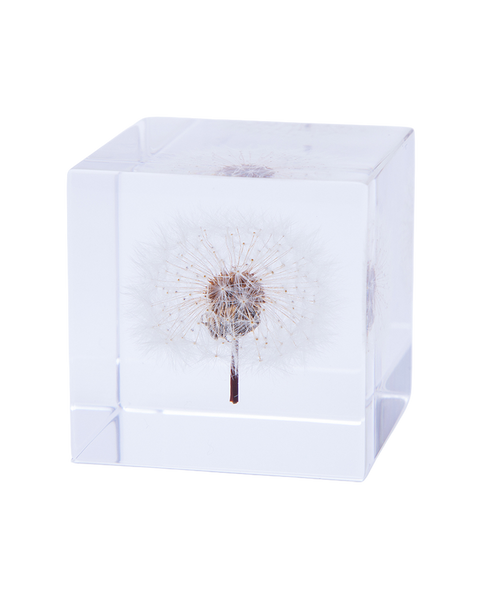 Japanese Sola Cube - Dandelion - Art of Play