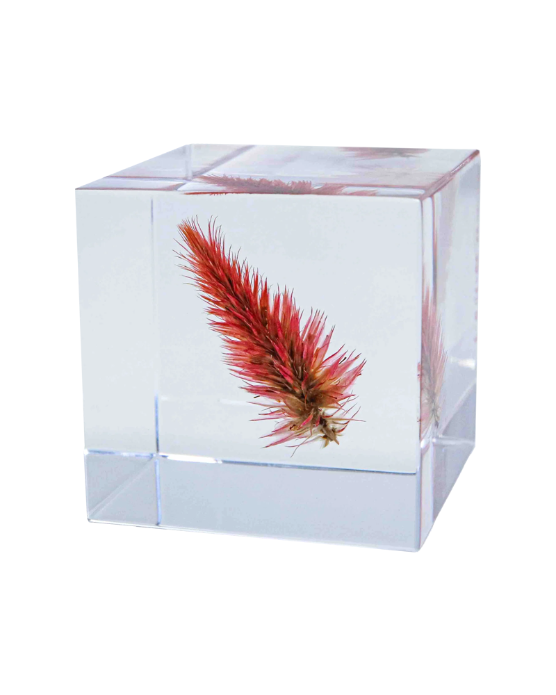 Quail Grass Sola Cube