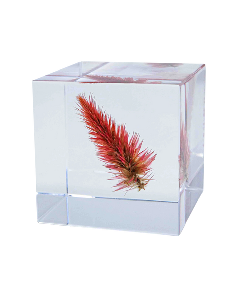 Japanese Sola Cube - Sakura Kawazuzakura - Art of Play