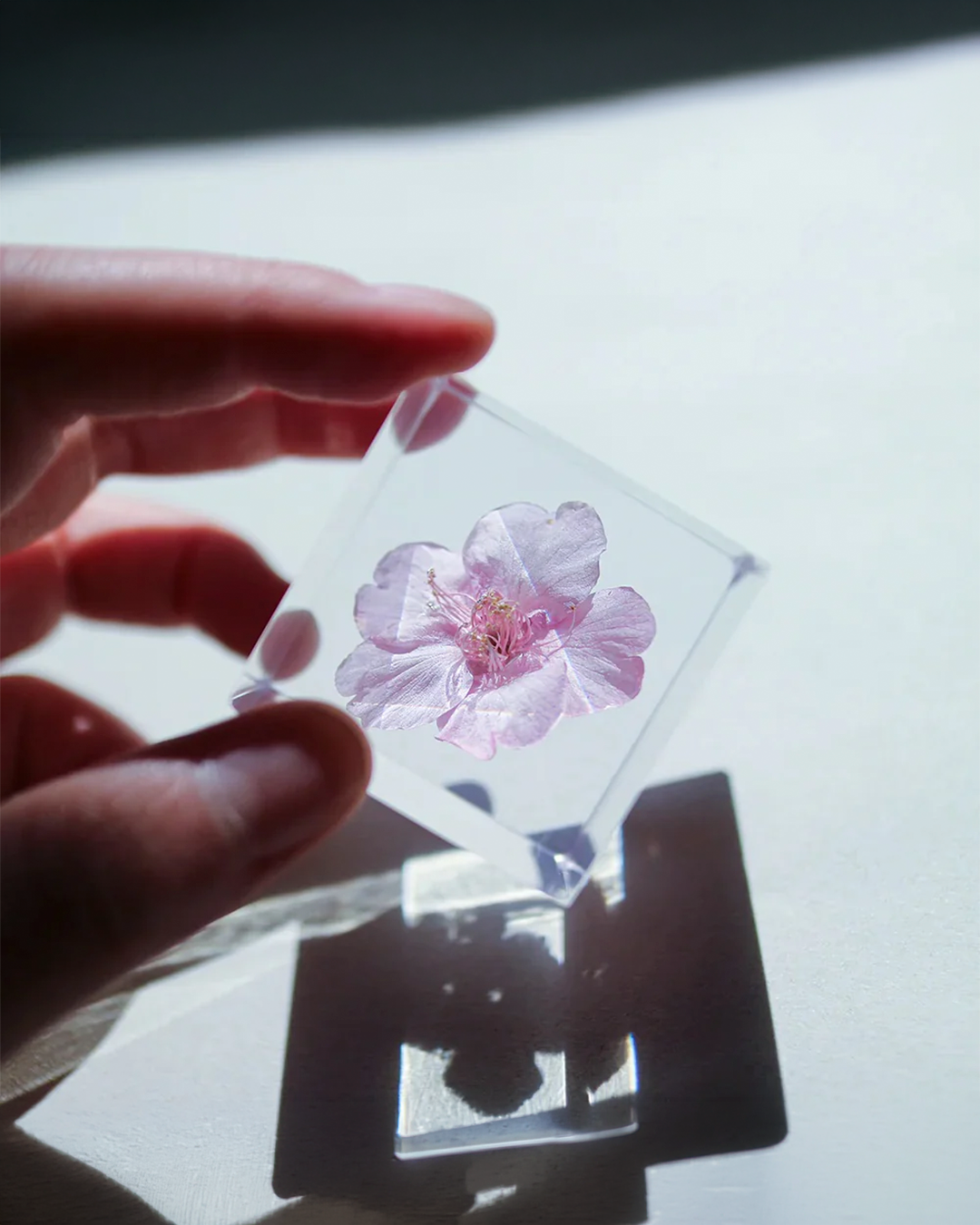 Sakura Sola Cube