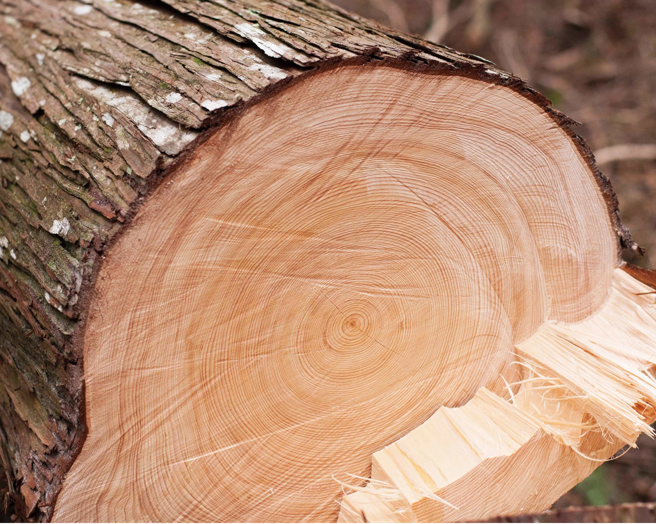 Close-up of a cut tree trunk showing wooden texture and annual rings.