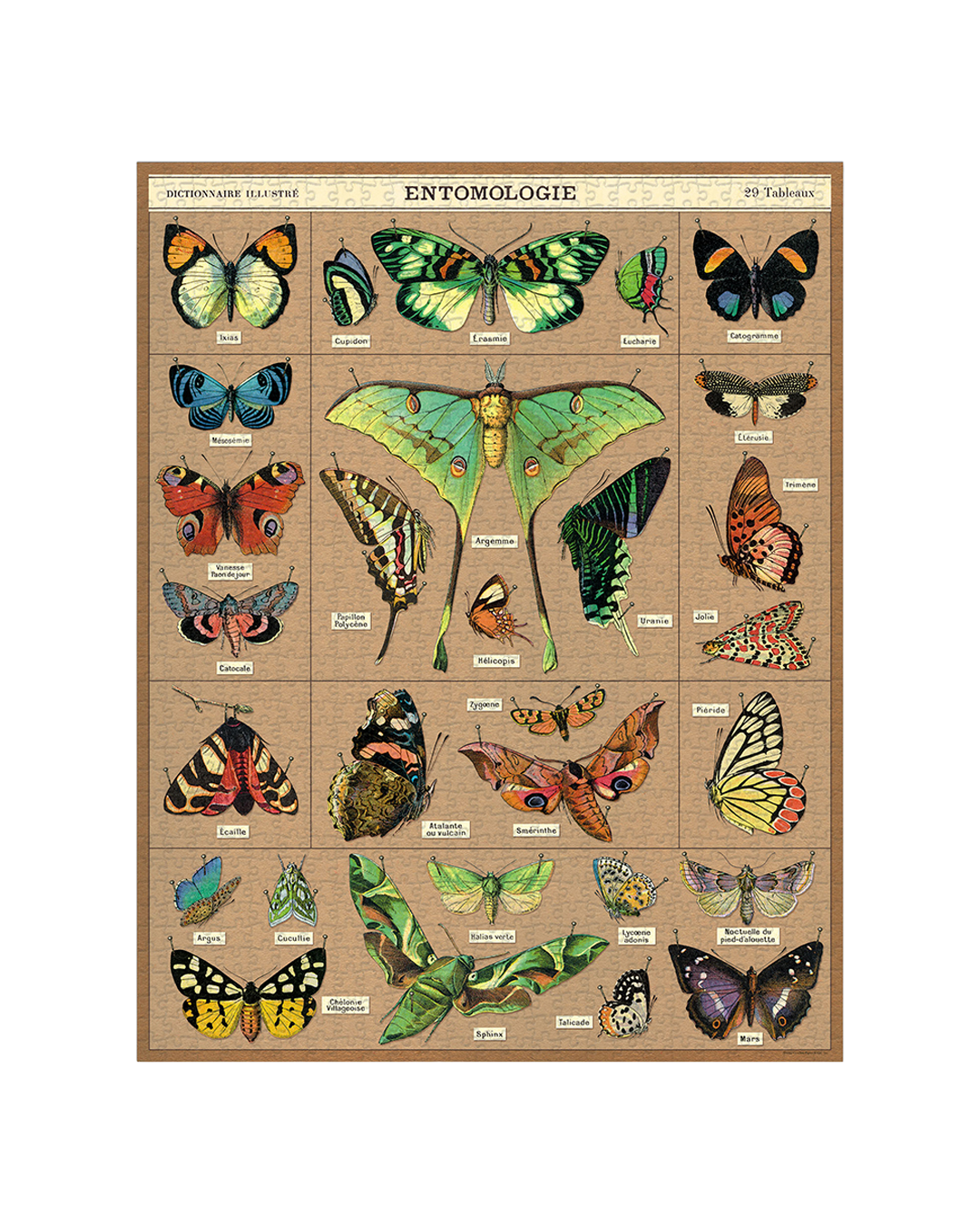 Vintage Entomology Puzzle