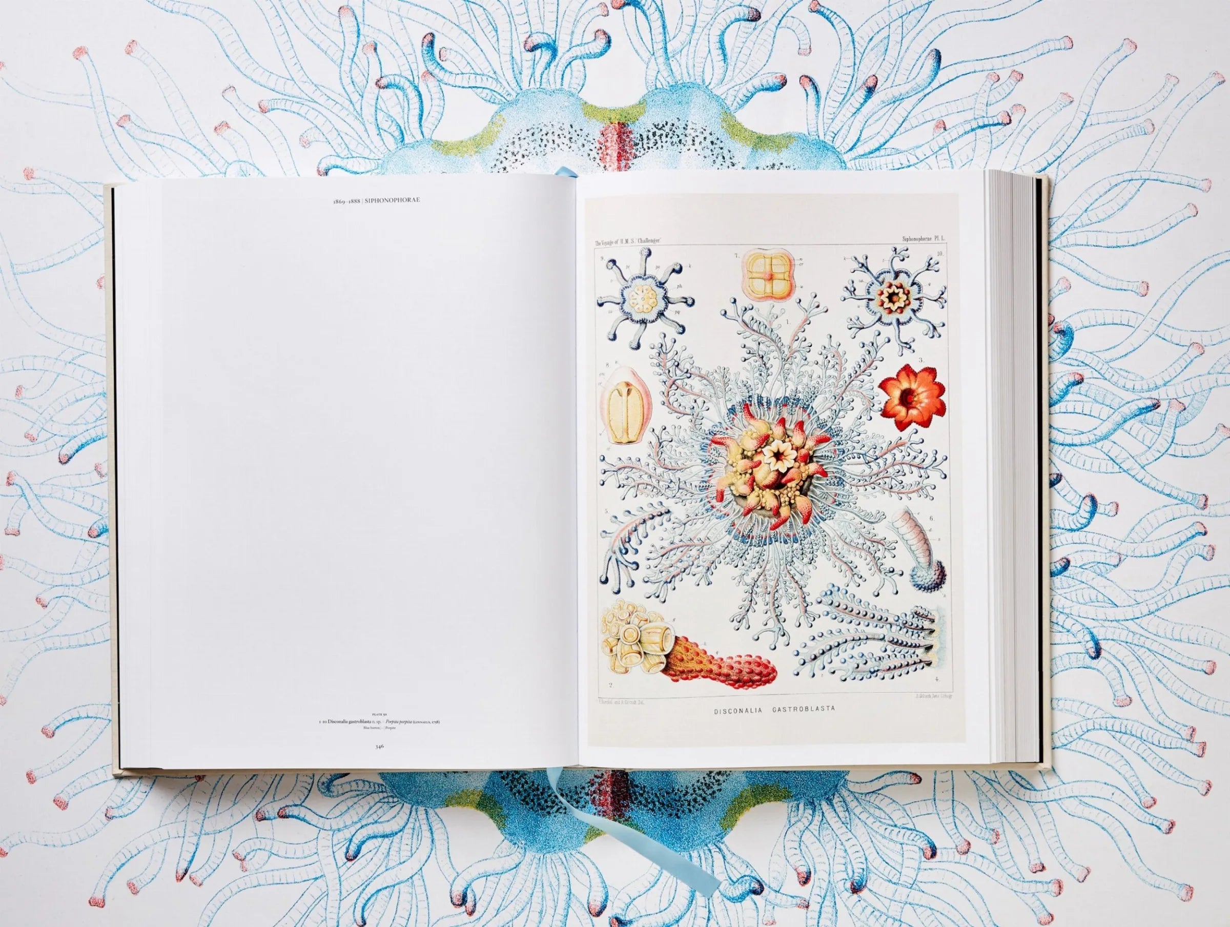 The Art and Science of Ernst Haeckel