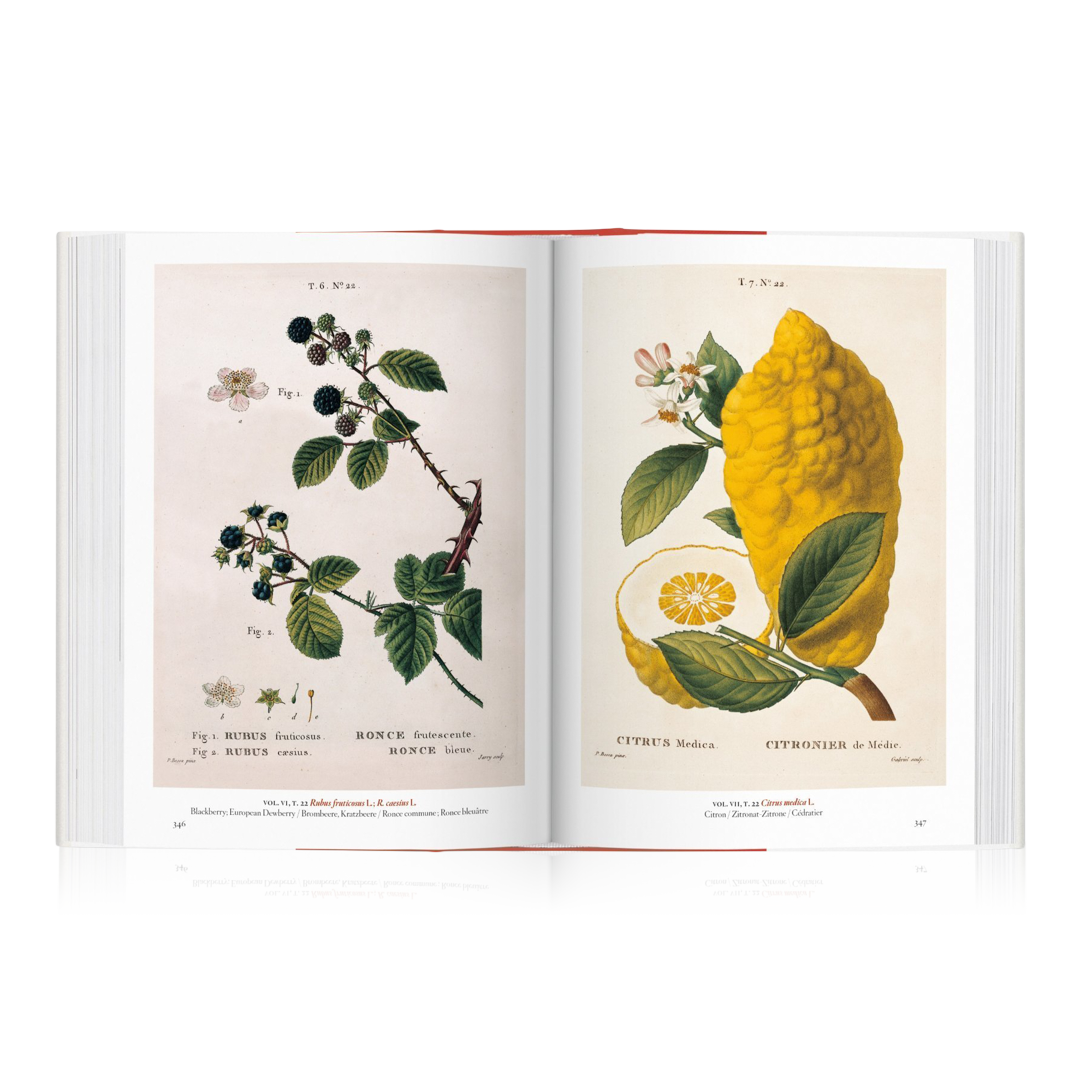 A Garden Eden: Masterpieces of Botanical Illustration by