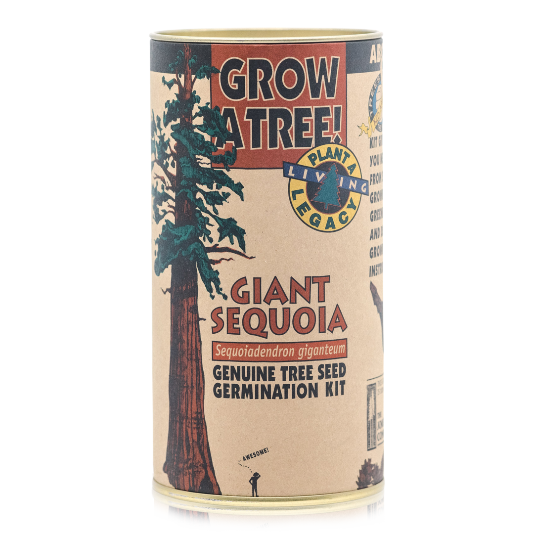 Seed Grow Kit: Giant Sequoia