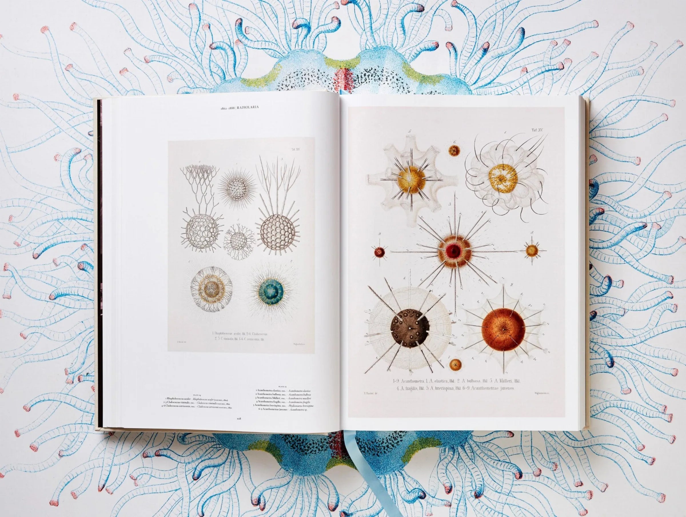 The Art and Science of Ernst Haeckel