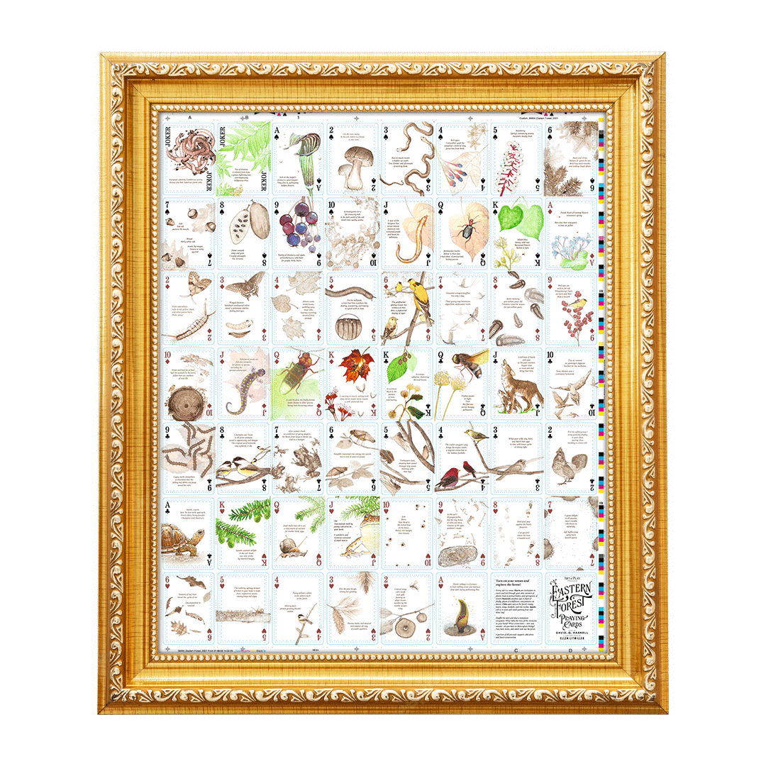 Eastern Forest Uncut Sheet